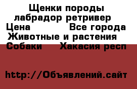 Щенки породы лабрадор ретривер › Цена ­ 8 000 - Все города Животные и растения » Собаки   . Хакасия респ.